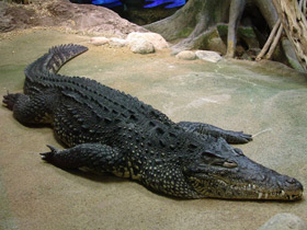 Фото Кубинский крокодил