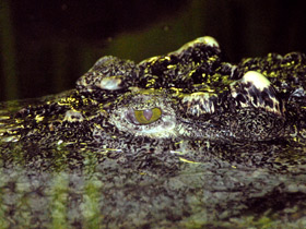 Фото Сиамский крокодил
