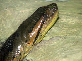 Фото Anaconda verde