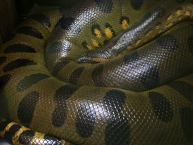 Фото Anaconda verde