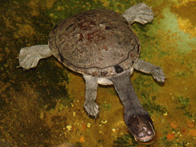 Фото Змеиношейная черепаха Зибенрока