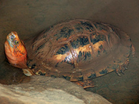 Фото Индокитайская шарнирная черепаха