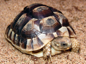 Фото Тунисская черепаха