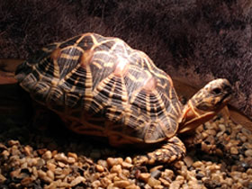 Фото La tortuga estrellada de la India