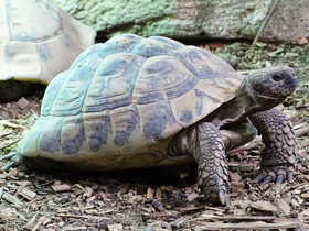 Фото Балканская черепаха
