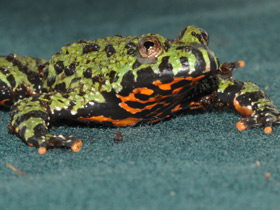 Фото Oriental fire-bellied toad