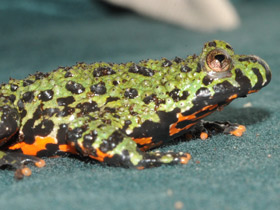 Фото Oriental fire-bellied toad