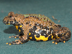 Фото Yellow-bellied toad