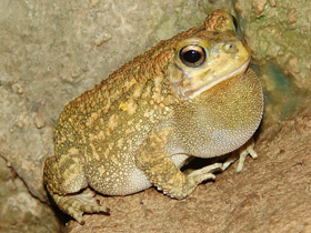 Фото Guttural toad