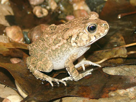 Фото Guttural toad