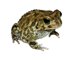 Фото Guttural toad