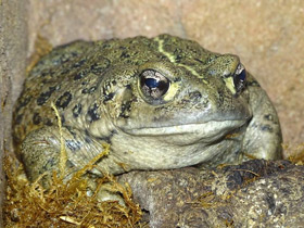 Фото Western toad