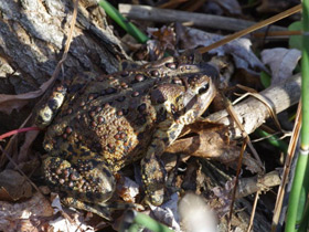 Фото Canadian toad