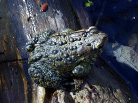 Фото Canadian toad