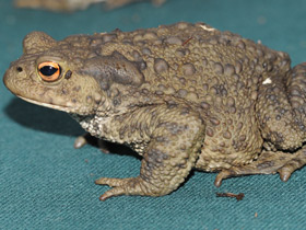 Фото Common toad