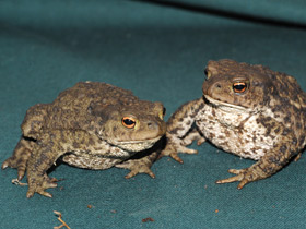 Фото Серая жаба