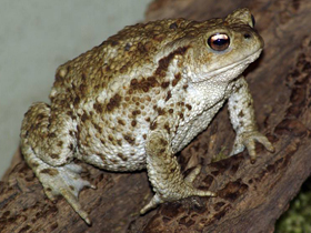 Фото Common toad