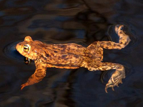 Фото Common toad