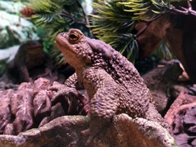 Фото Common toad