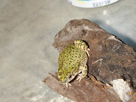 Фото Green toad