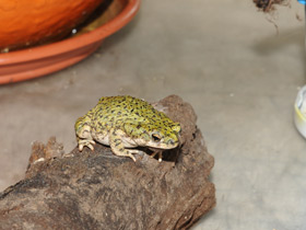 Фото Green toad