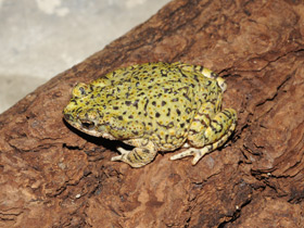 Фото Green toad