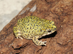 Фото Green toad