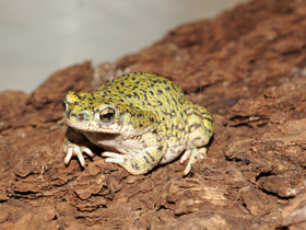 Фото Green toad