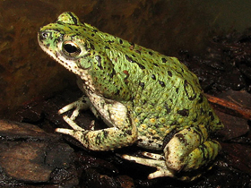 Фото Green toad