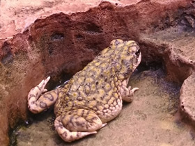 Фото Green toad