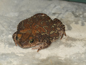 Фото Cuban toad
