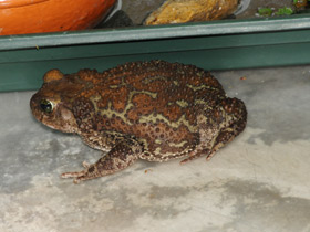 Фото Cuban toad