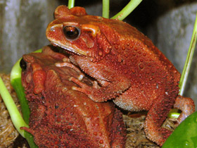 Фото Вьетнамская горная жаба