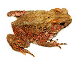 Фото Bony-headed toads