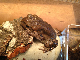 Фото Ladakh toad