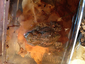 Фото Ladakh toad