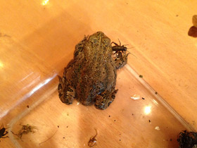 Фото Ladakh toad