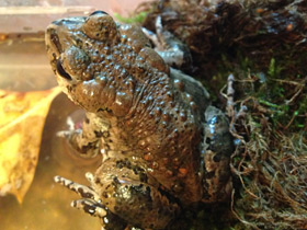 Фото Ladakh toad