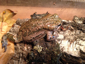 Фото Ladakh toad