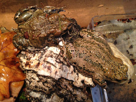 Фото Ladakh toad