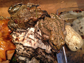 Фото Ladakh toad