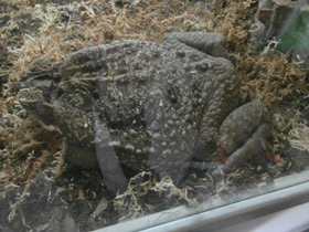 Фото Cane toad