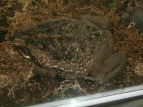 Фото Cane toad