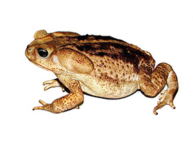 Фото Cane toad