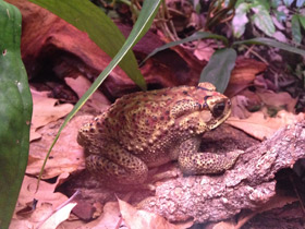 Фото Asian common toad