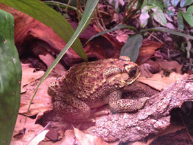 Фото Asian common toad