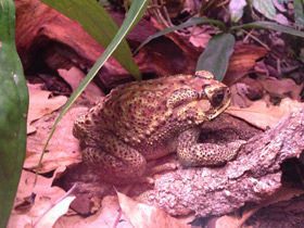 Фото Asian common toad