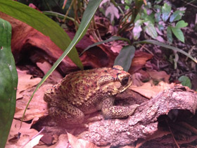 Фото Asian common toad