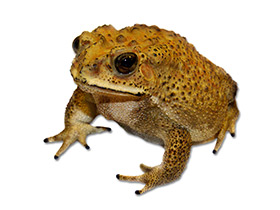 Фото Asian common toad