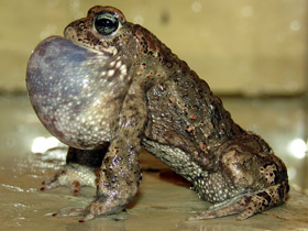 Фото Камышовая жаба